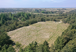 Dronefoto af beplantet område. Et firkantet område ses i midten af fotoet med lav græsbevoksning, som er omkranset af nåletræer.